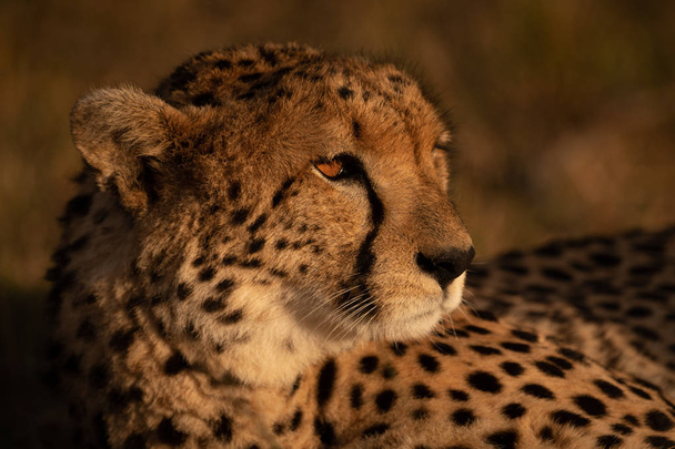 Close-up of cheetah lying in sunset light - Фото, зображення
