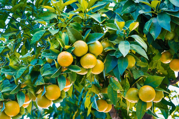 frische Bio-Orangen hängen an einem Baum. - Foto, Bild