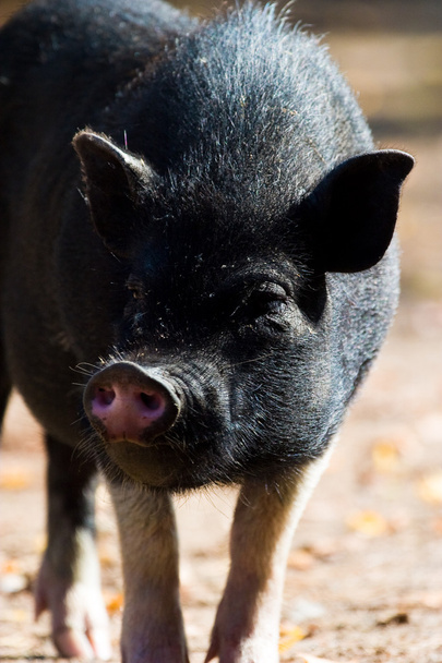 Pig - Foto, imagen