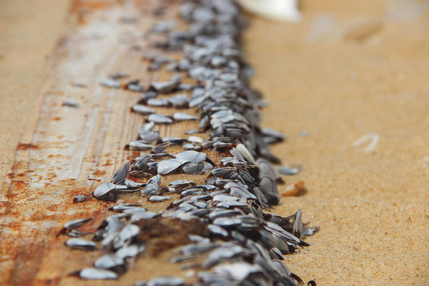 Fotografie z mušle na dřevěném prkénku, škeble lpí na tabuli na písečné pobřeží - Fotografie, Obrázek