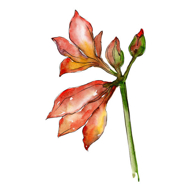 オレンジ アマリリスの花。孤立した花束の図要素。水彩画背景イラスト セット. - 写真・画像