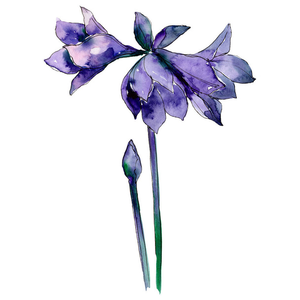 Flores de amarilis púrpura. Elemento de ilustración de ramo aislado. Acuarela fondo ilustración conjunto
. - Foto, Imagen