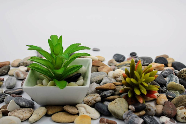 Maceta pequeña con hojas verdes planta y piedra
 - Foto, Imagen