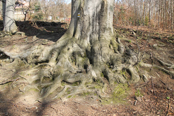 geopenbaard kromme wortels van een oude beuk-boom - Foto, afbeelding