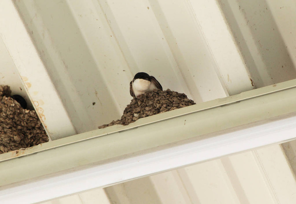 house martin building its nest under the roof of industrial building - Photo, Image