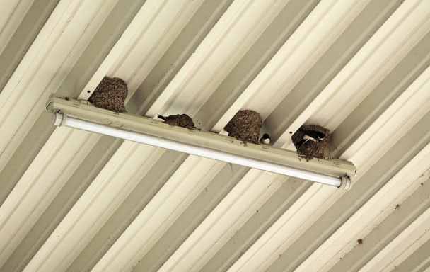 groep van huis martins bouwen hun nesten onder het dak van industrieel gebouw - Foto, afbeelding