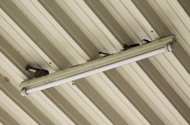 group of house martins building their nests under the roof of industrial building - Photo, Image
