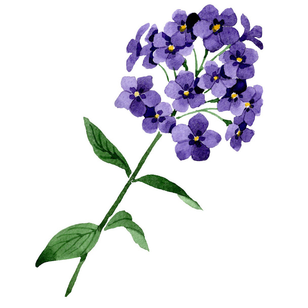 Purple phlox flowers with green leaves. Isolated phlox illustration element. Watercolor background illustration set. - Foto, Imagem