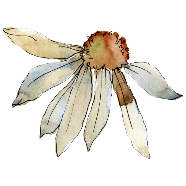 Daisy flower. Isolated daisy illustration element. Watercolor background illustration set. - Photo, image
