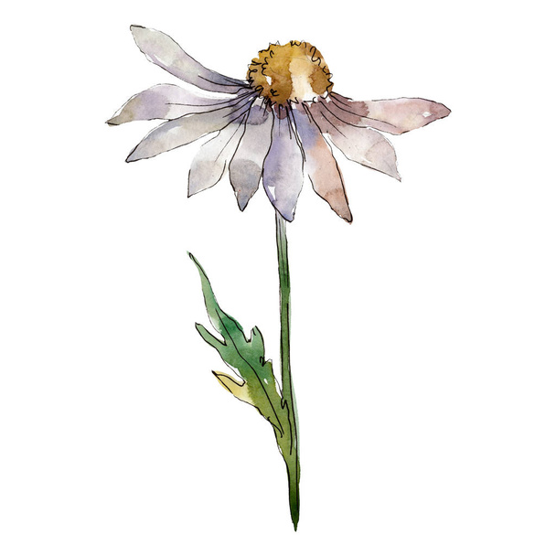 Daisy bloem met groene bladeren. Geïsoleerde daisy illustratie element. Aquarel achtergrond afbeelding instellen. - Foto, afbeelding