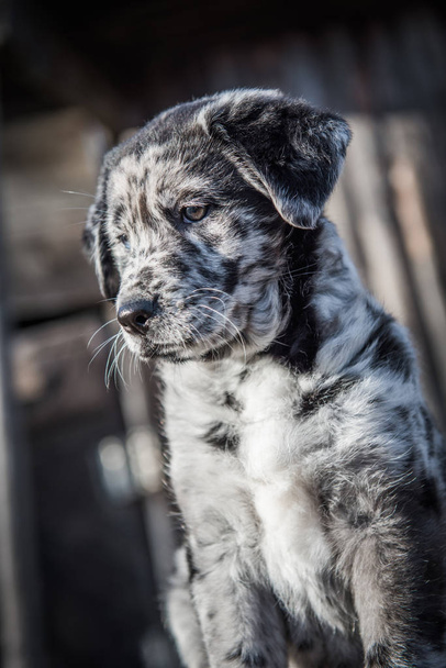 Χαριτωμένο σκυλί κουτάβι Λαμπραντόρ με διαφορετικό χρώμα μάτια - Φωτογραφία, εικόνα