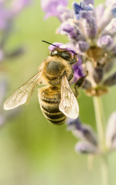 Vértes egy méh ül a levendula virág - Fotó, kép