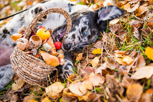 Cão de cachorro Labrador com olhos de cores diferentes no fundo do outono
 - Foto, Imagem