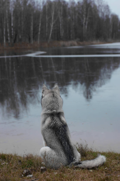 A gray husky breed dog sits and looks at the lake on an autumn afternoon - 写真・画像