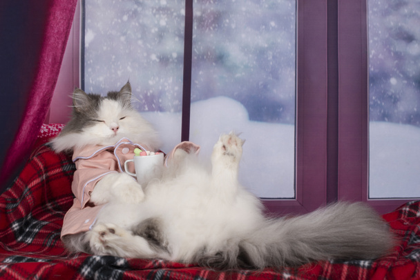 kat in pyjama warme chocolademelk met marshmallows drinken - Foto, afbeelding