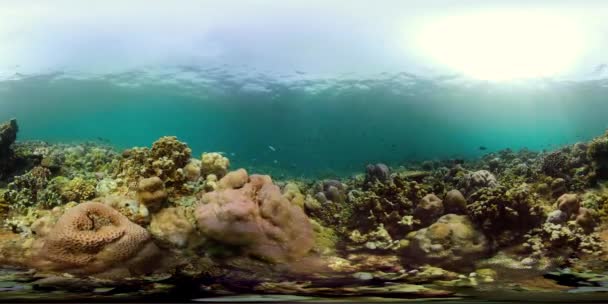 Récif corallien et poissons tropicaux vr360
 - Séquence, vidéo