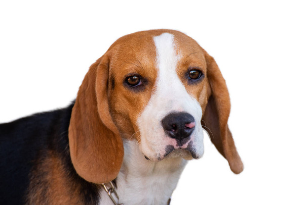 portrait of cute puppy beagle on white background - Φωτογραφία, εικόνα