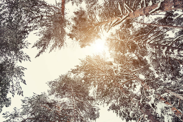 Snow-covered trees in winter forest, bottom-up view. Beautiful winter landscape. - Photo, Image