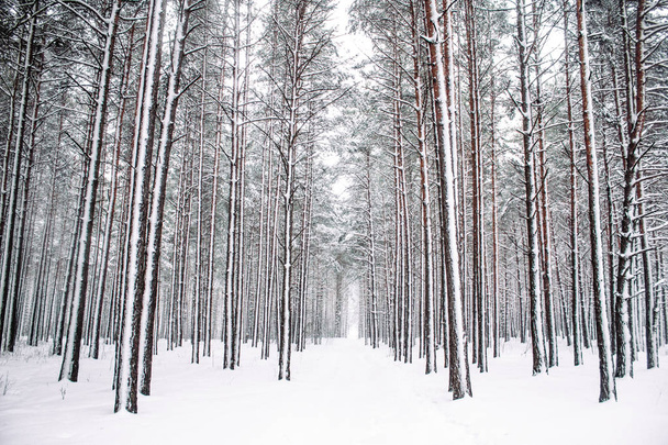 Een mooie winter seizoen scène in Christmas time - Foto, afbeelding