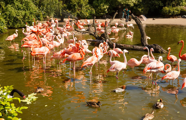 Гамбург, Германия - 5 июня 2016 - Группа розовых фламинго в зоопарке Хагенбек
. - Фото, изображение