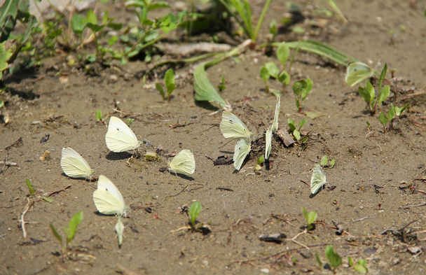 gruppo di bianchi del giardino (Pieris) sul fango umido
 - Foto, immagini