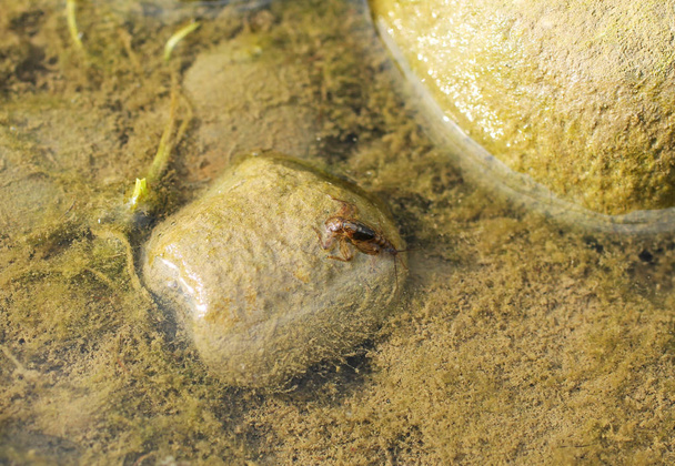 Sluit foto van een nimf van Haften (fishfly, shadfly) de helft in het water - Foto, afbeelding