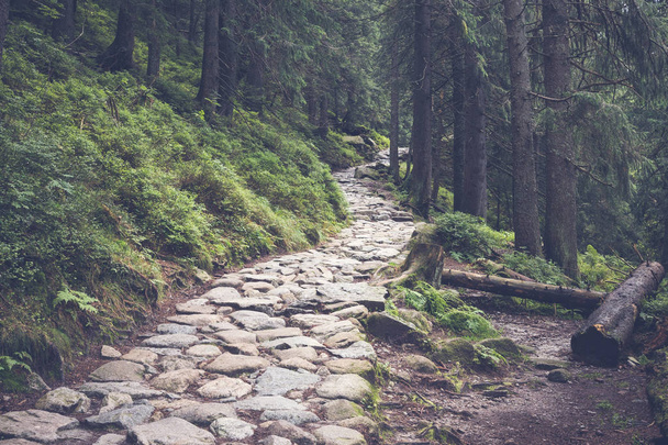 Small stony hiking path in green dark forest, Pyrenees - Zdjęcie, obraz