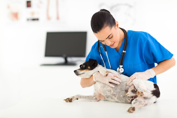 vet doctor checking pet dog skin - Fotó, kép