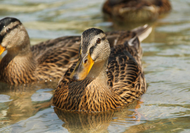 several mallard ducks swimming in the water - Photo, Image