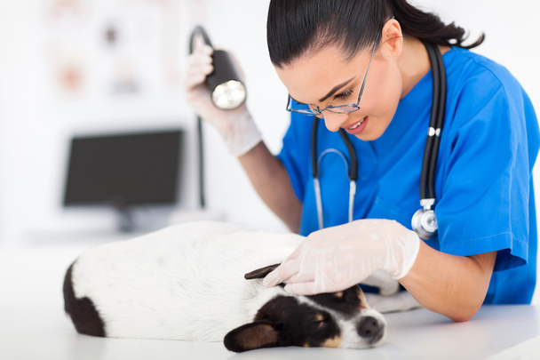 caring vet doctor checking pet dog ear - 写真・画像