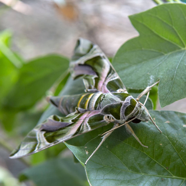 Daphnis nerii, the oleander hawk-moth or army green moth, is a moth of the family Sphingidae. - Photo, Image