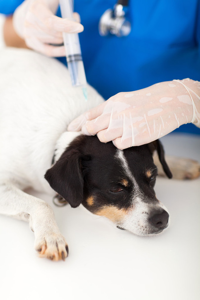 nurse injecting dog neck - 写真・画像