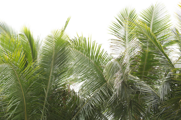 Fechar as folhas de coco fresco no fundo branco
 - Foto, Imagem