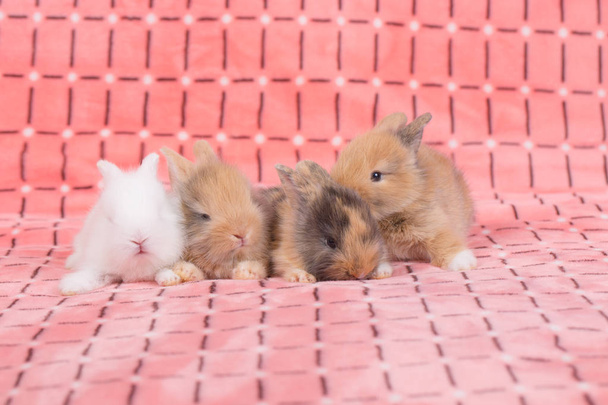 Adorable young baby rabbits on pink cloth background. 3 weeks old little fluffy bunnies - Photo, Image