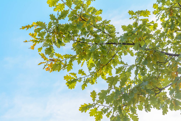  Листья деревьев, Дубовые листья
 - Фото, изображение