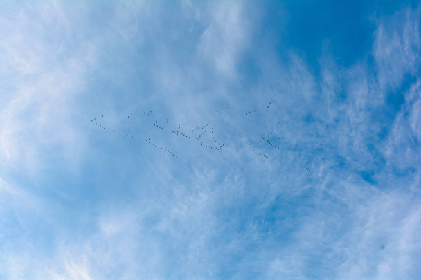 Птицы в небе летят на юг
 - Фото, изображение