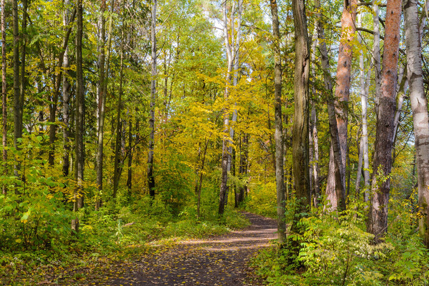 Лесной путь, путь в лесу
 - Фото, изображение