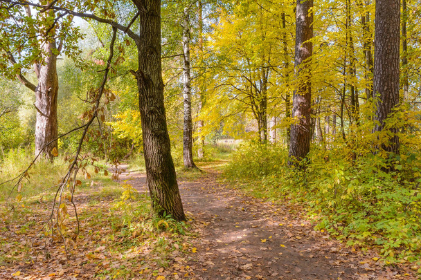 Forest Path, Path In The Woods - Photo, Image