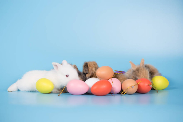 Fiatal új született nyulak a kék háttér színes húsvéti tojások - Fotó, kép