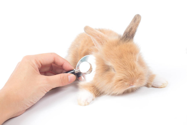 Baby brown rabbit with doctor's  stethoscope for checking bunny illness and heart beat - Photo, Image
