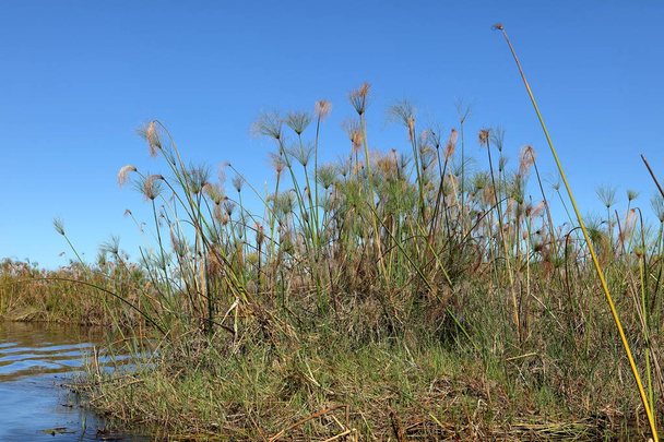 Papyrus Okavango mocsaraiban Namíbiában - Fotó, kép