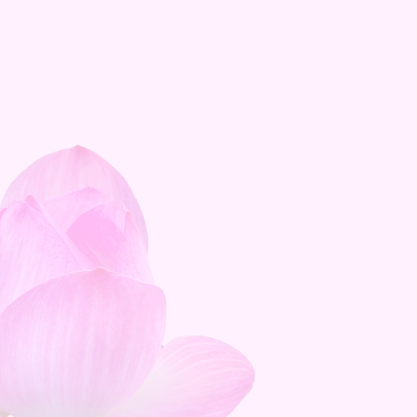 Handgetekende lotusbloem op roze achtergrond   - Foto, afbeelding