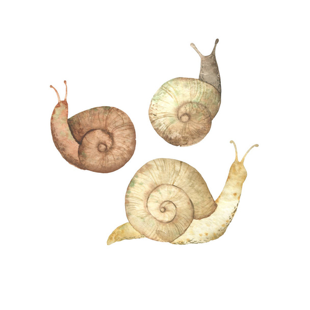 Watercolor hand drawn animal. Snails wild animal - 写真・画像
