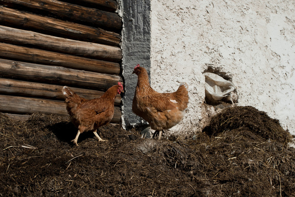 duas galinhas em estrume de galinheiro
 - Foto, Imagem