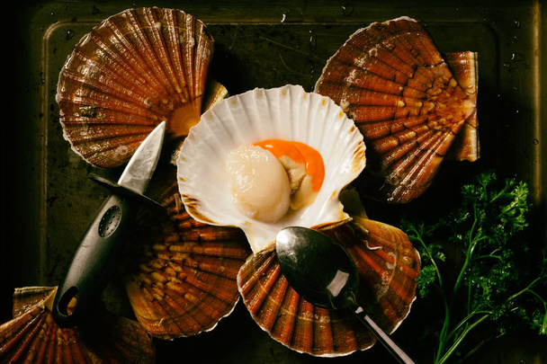Scallops in the sink. Photo of fresh seafood in a low key. - Photo, Image