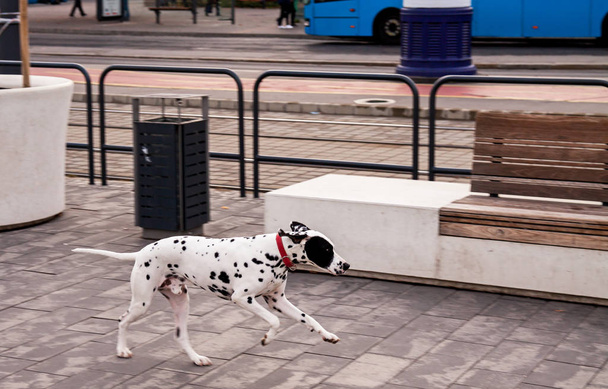 Далматинская собака бегает по улице одна без хозяина
. - Фото, изображение
