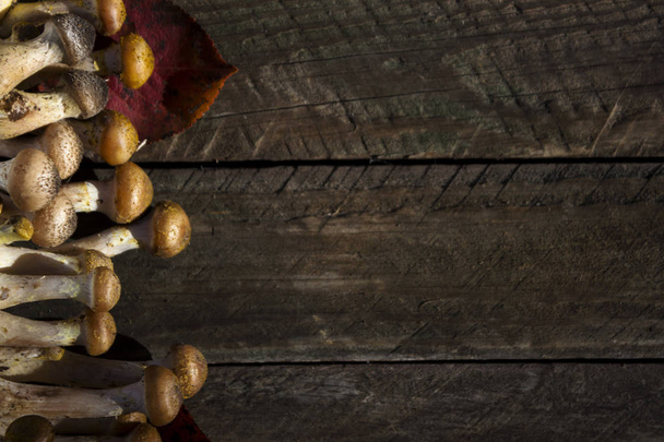 多くの木製の背景、秋のきのこ、フラット ラ新鮮なカット蜂蜜ハラタケ (ナラタケ) - 写真・画像