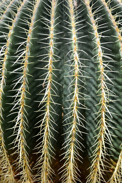 Cactus fashion design in original green color. Close up minimal still life. Trendy succulent mood background. - Photo, Image