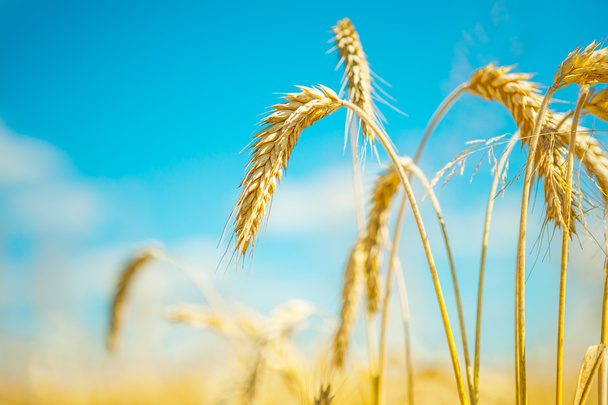 plants of wheat - Foto, Imagen