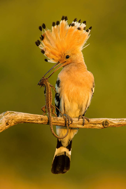 Eurasian Hoopoe, Upupa epops just caught the lizard to feed its chicks, perched on the branch in the first morning light, the lizard in the beak, golden light picture during sunrise, Hungary - Photo, Image